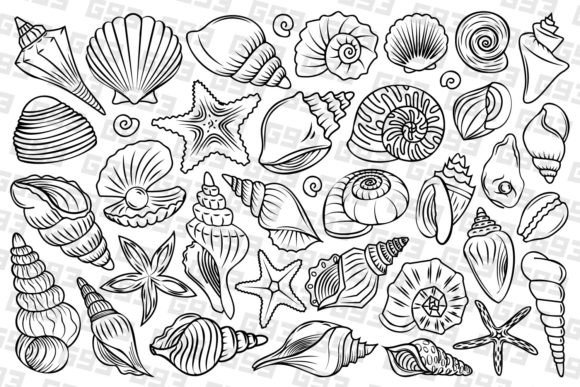 Line Art Seashell Illustrations for Graphics