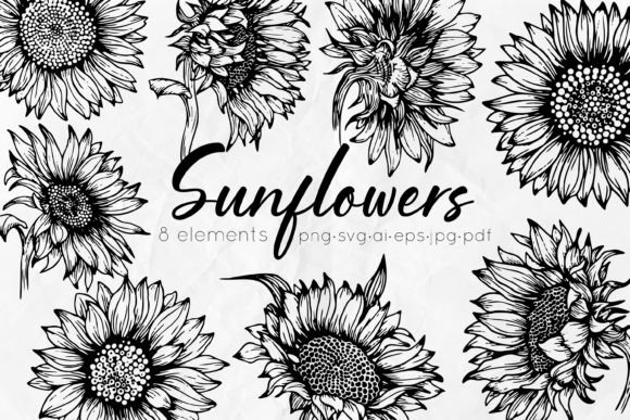Sunflowers Line Art Illustrations Graphics Review